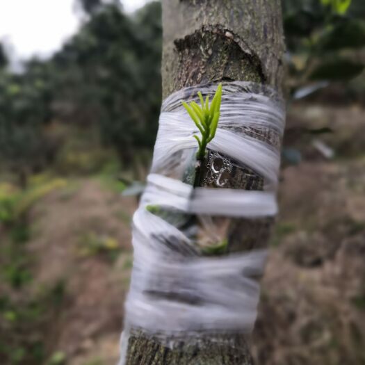 平和县 嫁接膜 嫁接绑带 果树专用嫁接膜 3公分~70公分
