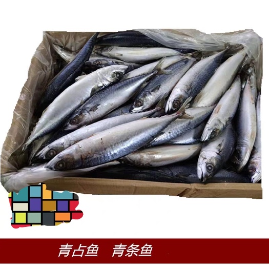 南京 深海新鲜冷冻青条鱼青占鱼中号棍子鱼20斤每箱少刺