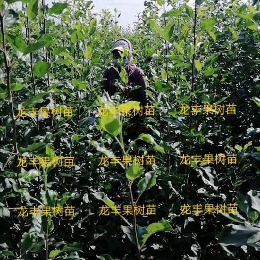 哈尔滨龙丰苹果苗 龙丰果树苗  龙丰果树苗批发