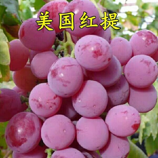 平邑县美国红提苗 美国红提现挖现发，包载包活成活率高适应条件强，当年结果