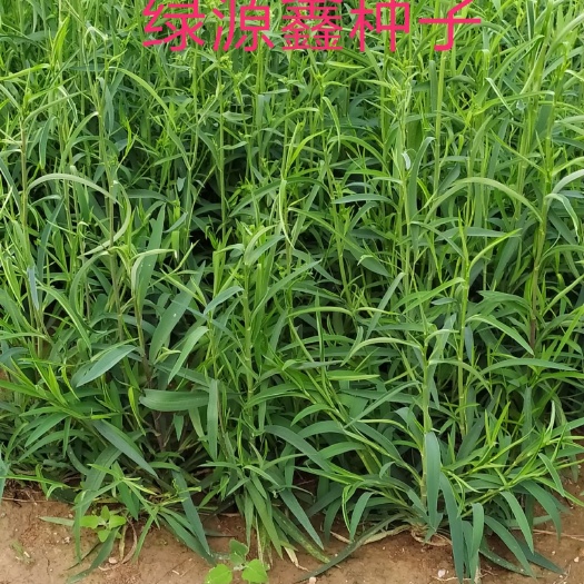 柴胡种子，红根直条柴胡，合作社常年直供，大量合作种植回收