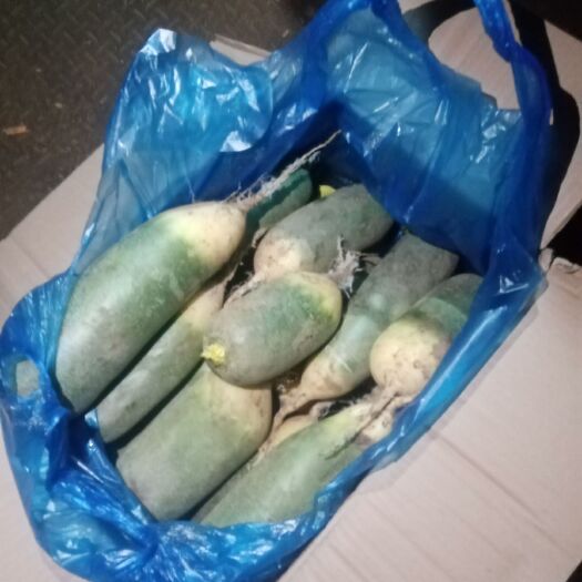 肥城市白萝卜 大量供应水果罗卜
