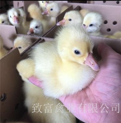 昆明 白鹅苗 灰鹅苗 脱温鹅苗