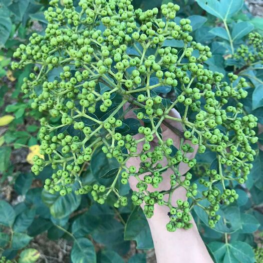 樟树市吴茱萸苗 江西樟樹中花吳茱萸扦插苗