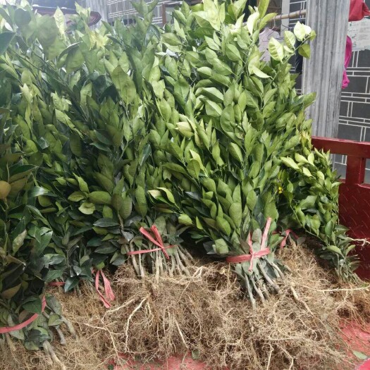 秀山纽荷尔脐橙苗  大量出售，各种木苗