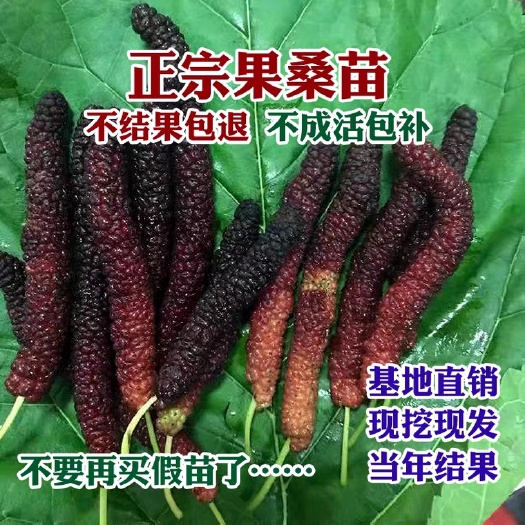 平邑县 山东正宗桑树苗质量保证品质优良保湿发货基地直供假一赔十