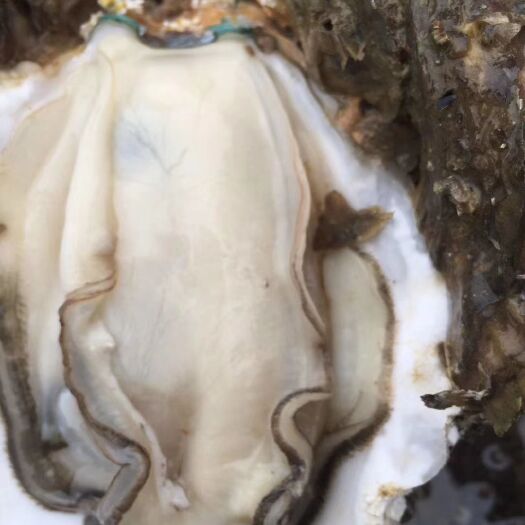 北海北部湾生蚝产地直供
