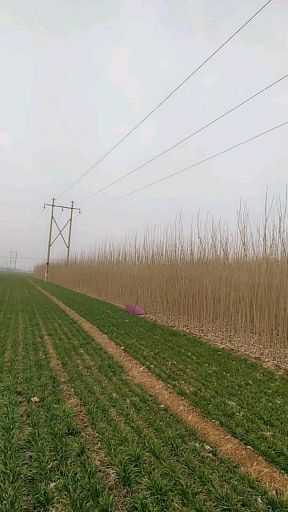  107杨树苗，无病虫害无侧枝，成活率高，量大从优