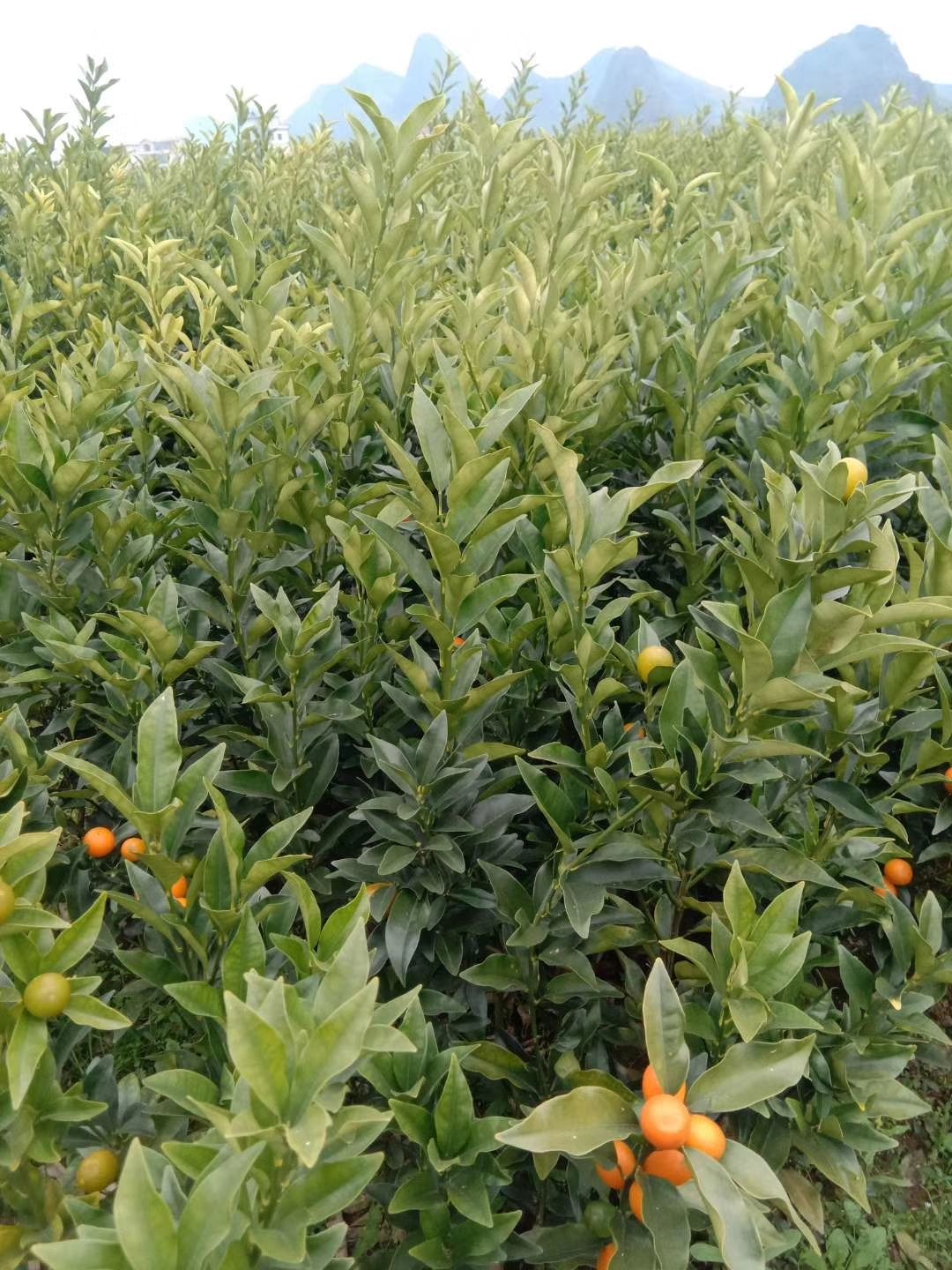 脆皮金桔苗 四季，今年新苗果多，根粗叶茂无病毒，优质A级靓