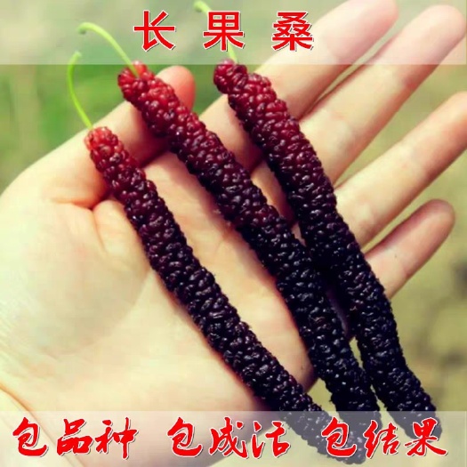 平邑县果桑苗 桑葚