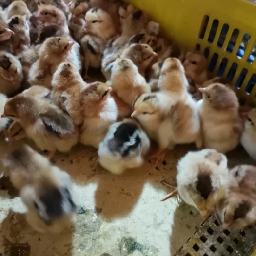 南宁土鸡苗，诚信企业质量保证包疫苗