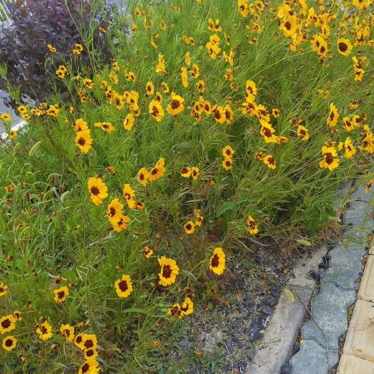 疏附县 大量 批发供应新疆昆仑雪菊