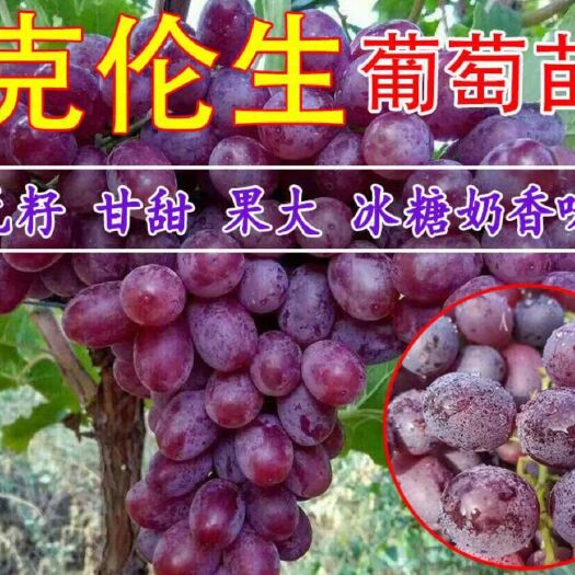 平邑县克伦生葡萄苗 口感好，产量高，基地直销