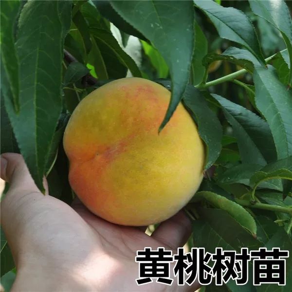 晚黄金桃苗 2年苗黄金桃