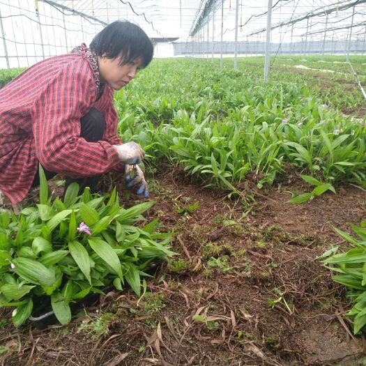 诸暨市紫花白芨苗 白芨  白及 三叉白及