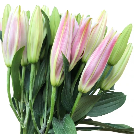 沭阳县 百合花
