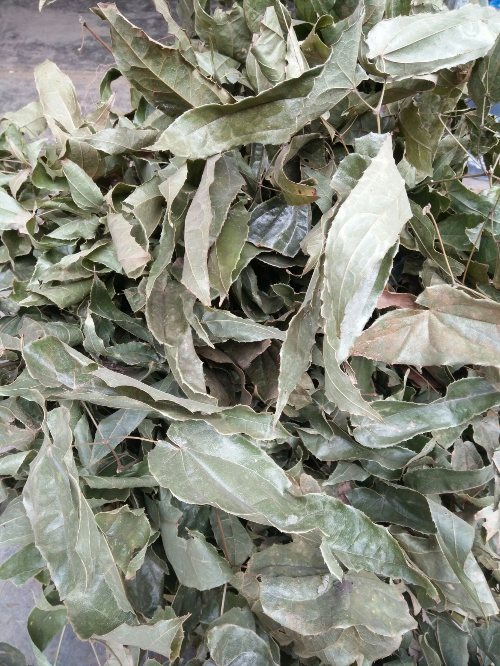 淫羊藿