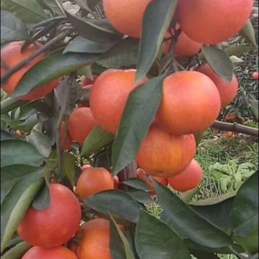 平邑县中华寿桃桃树苗 各种果树苗，保正品种