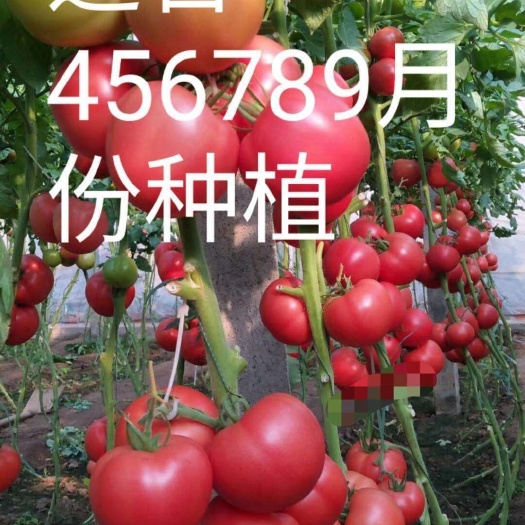 寿光市 毛粉番茄苗