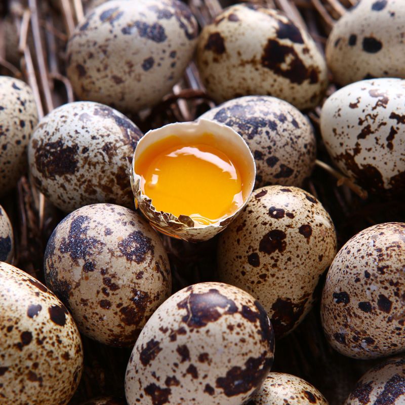 中方縣鵪鶉蛋  鳥蛋農家新鮮鳥蛋鮮蛋綠色食品