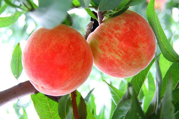 平邑县沂蒙霜红桃树苗 1.5~2.0米