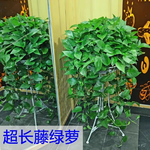 沭阳县 长藤绿萝花卉盆栽室内除甲醛超大绿箩花净化空气植物包邮