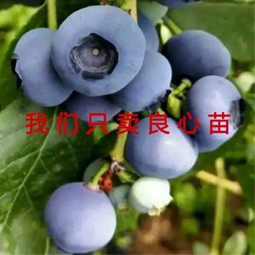 平邑县夏普蓝蓝莓苗 正品蓝莓树苗 适合南北方种植 当年结果 保证品种 保证成活