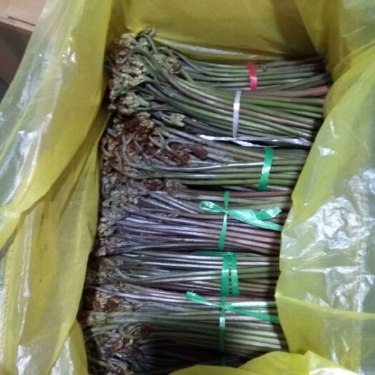 重庆市 蕨菜上市，欢迎抢购