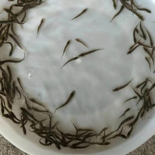 泥鳅苗