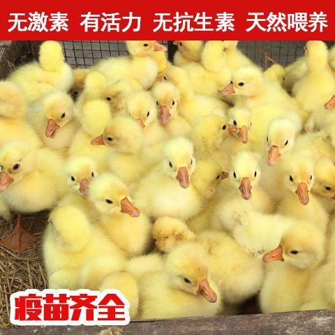 永修县扬州大白鹅苗 狮头鹅，大白鹅，三花鹅，杂交鹅，扬州鹅蛋鹅，品种齐全联系客服