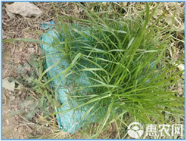  源头工厂生产批发绿化护坡植生袋 河道治理植草带 生态袋