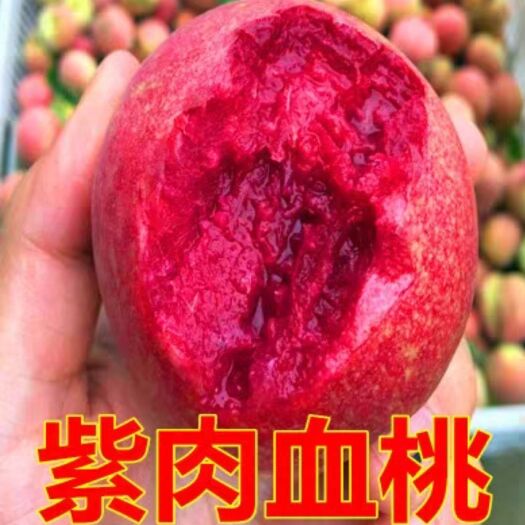 郯城县 桃树苗紫肉血桃,南北方种植桃树包邮