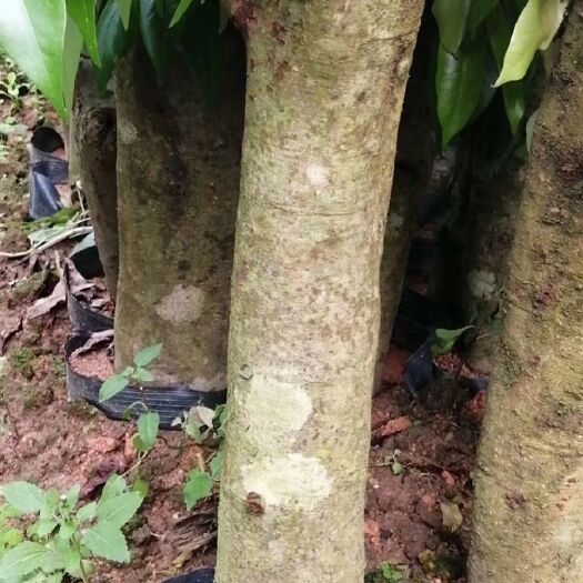灵山县怀枝荔枝苗 大量荔枝木苗，财富热线：请联系