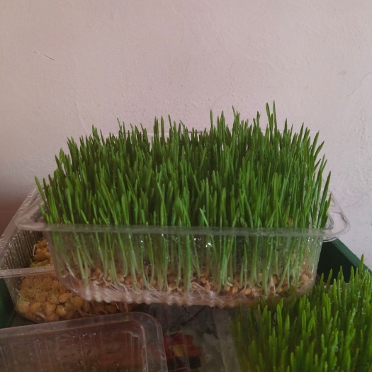 永登县小麦芽 有机长寿汁，小麦草