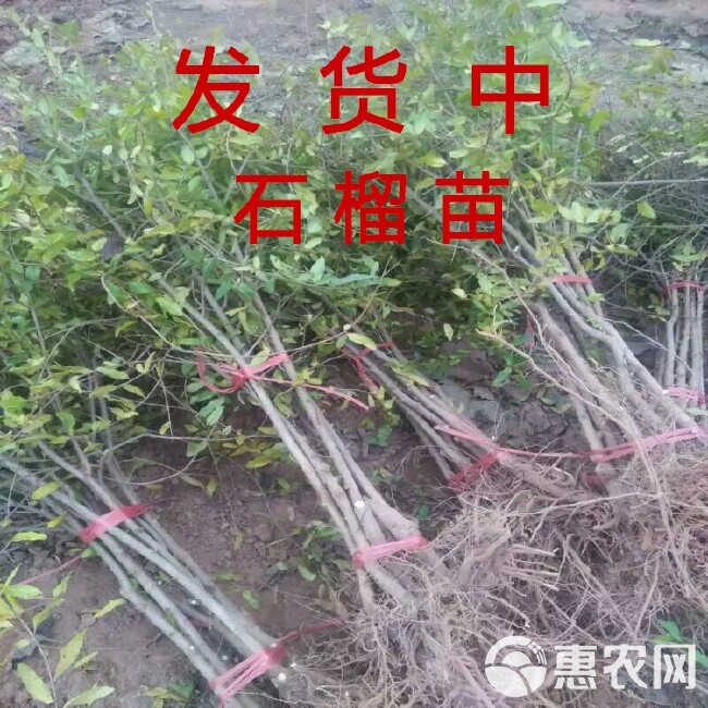  石榴树苗 蒙阳红石榴 南北方种植  软籽 包品种 包成活