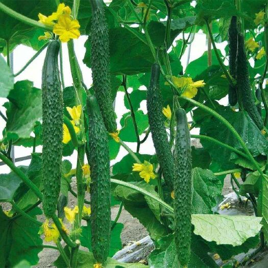 大荔县刺黄瓜  陕西省大荔县钢架棉被大棚黄瓜正在热卖中（代发、代办）