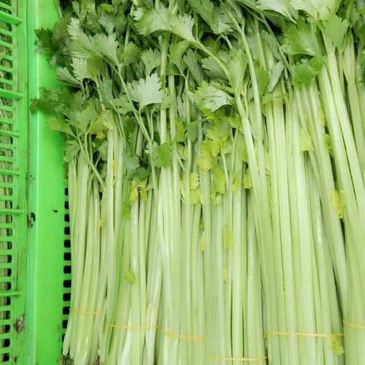 南通 精品芹菜