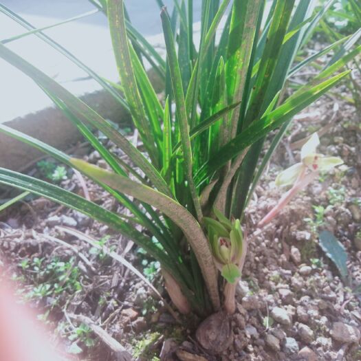 磐安县蕙兰 少量惠兰上市，都带花苞花蕾。漂亮包成活