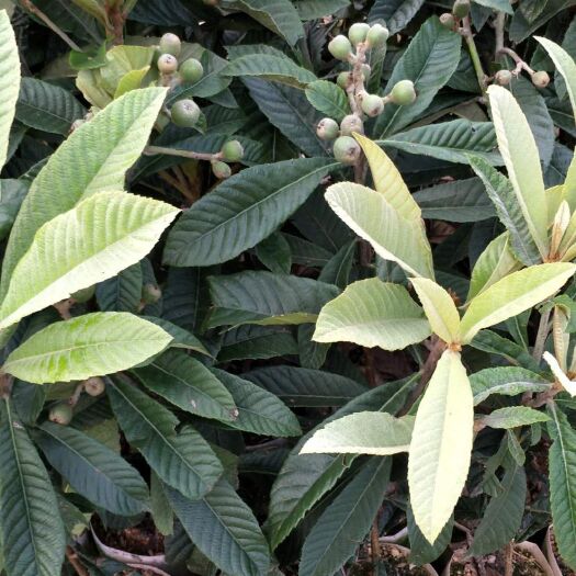 灵山县大红袍枇杷苗 枇杷苗