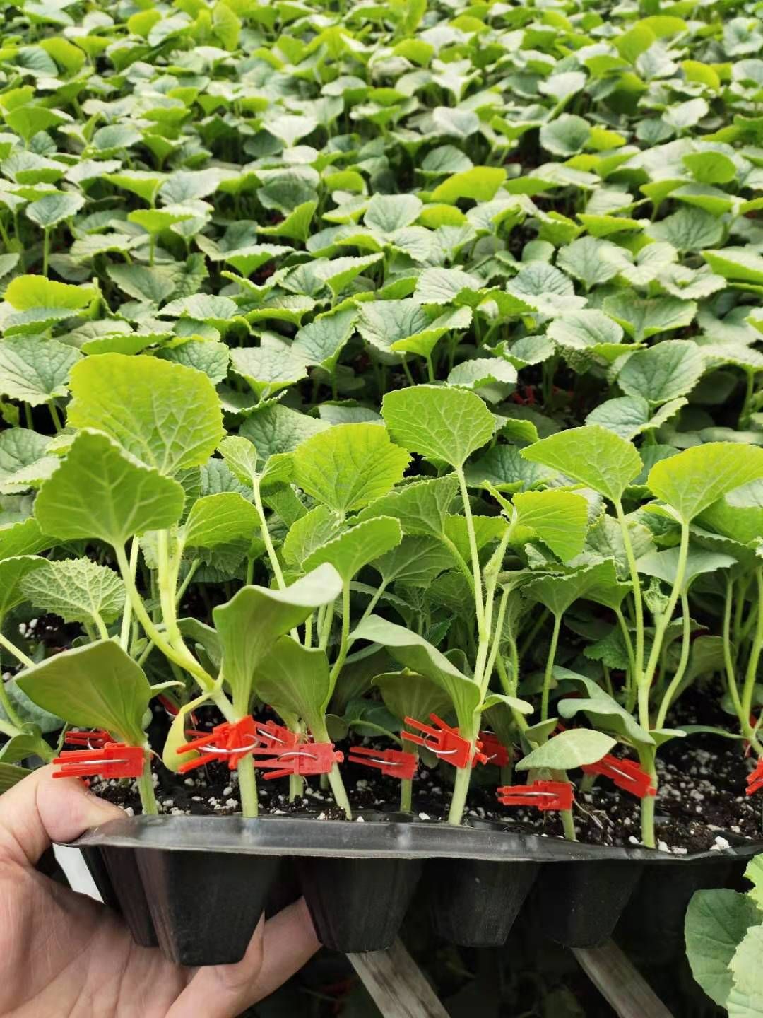 羊角蜜甜瓜苗  甜瓜苗 嫁接甜瓜苗 绿宝石 西瓜苗