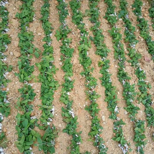 隆回县湘蕾一号苗 金银花花王嫁接苗