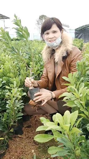 灵山县东魁杨梅树苗 正品嫁接东魁杨梅苗