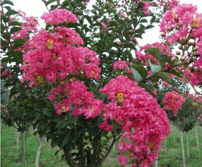 紫薇 庭院百日红美国紫薇树苗红火箭红花紫薇花苗红火球紫薇花