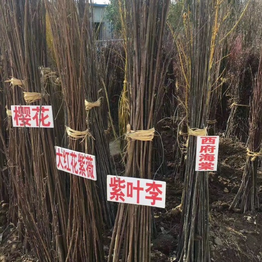 普通红叶李 供应绿化苗紫薇红枫玉兰紫藤