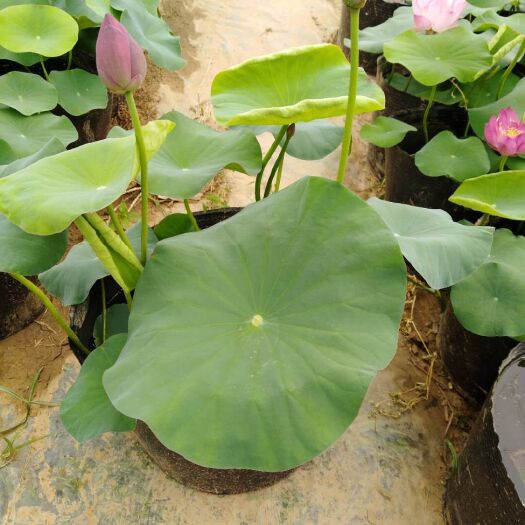 安新县 大型观赏荷花盆栽基地/专业培育荷花批发盆栽荷花厂家