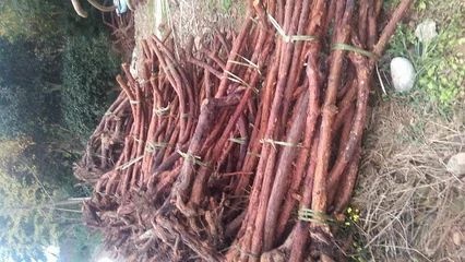 南江县山木香树根，玫瑰，月季嫁接树桩