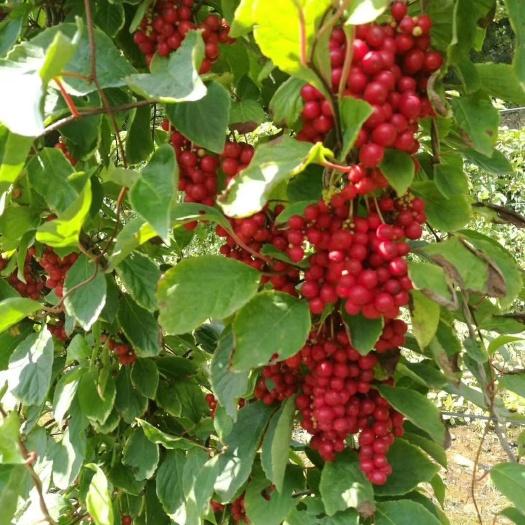 长春大量出售五味子苗