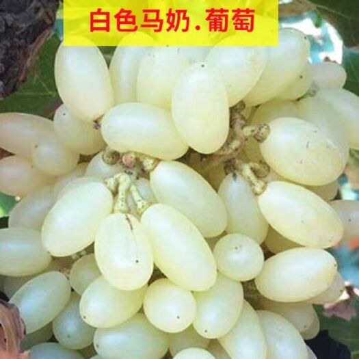 平邑县白葡萄苗 新品种，产量高，市场价格好，基地直销，保证质量好