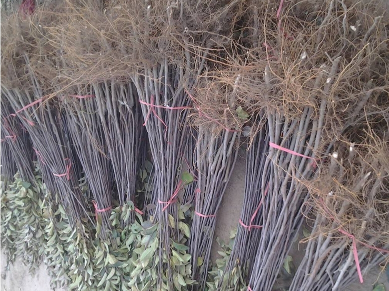  早酥红梨树苗适合南北方种植基地直供假一赔十