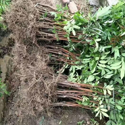 灵山县 四季龙眼苗根系发达叶子无病害，高60到一米二三左右，